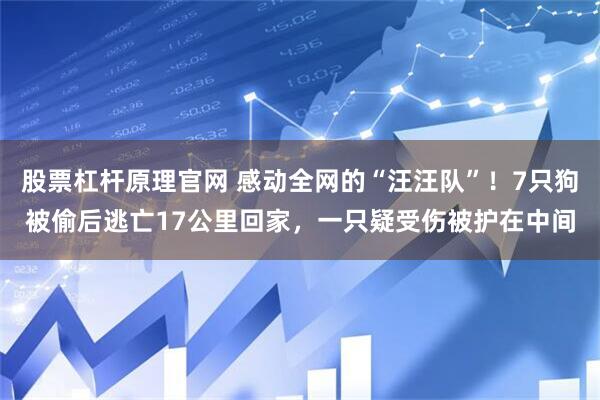 股票杠杆原理官网 感动全网的“汪汪队”！7只狗被偷后逃亡17公里回家，一只疑受伤被护在中间